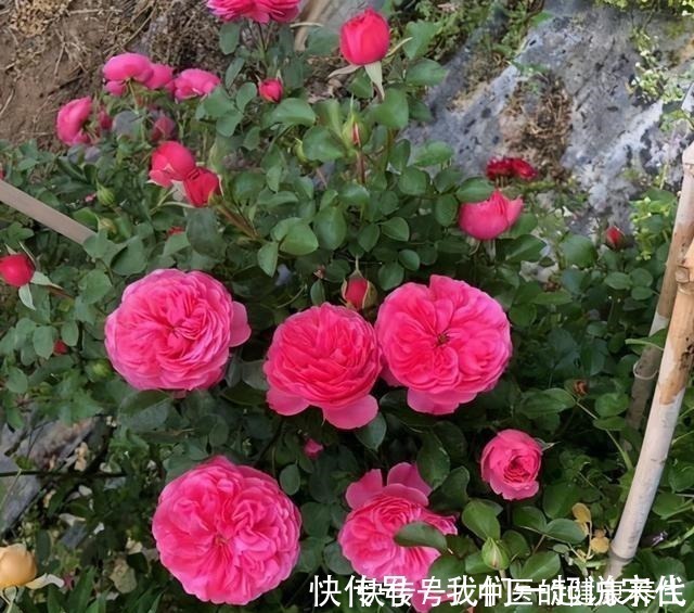 院子|有院子不能错过的3种花,冬天养,明年春开花!