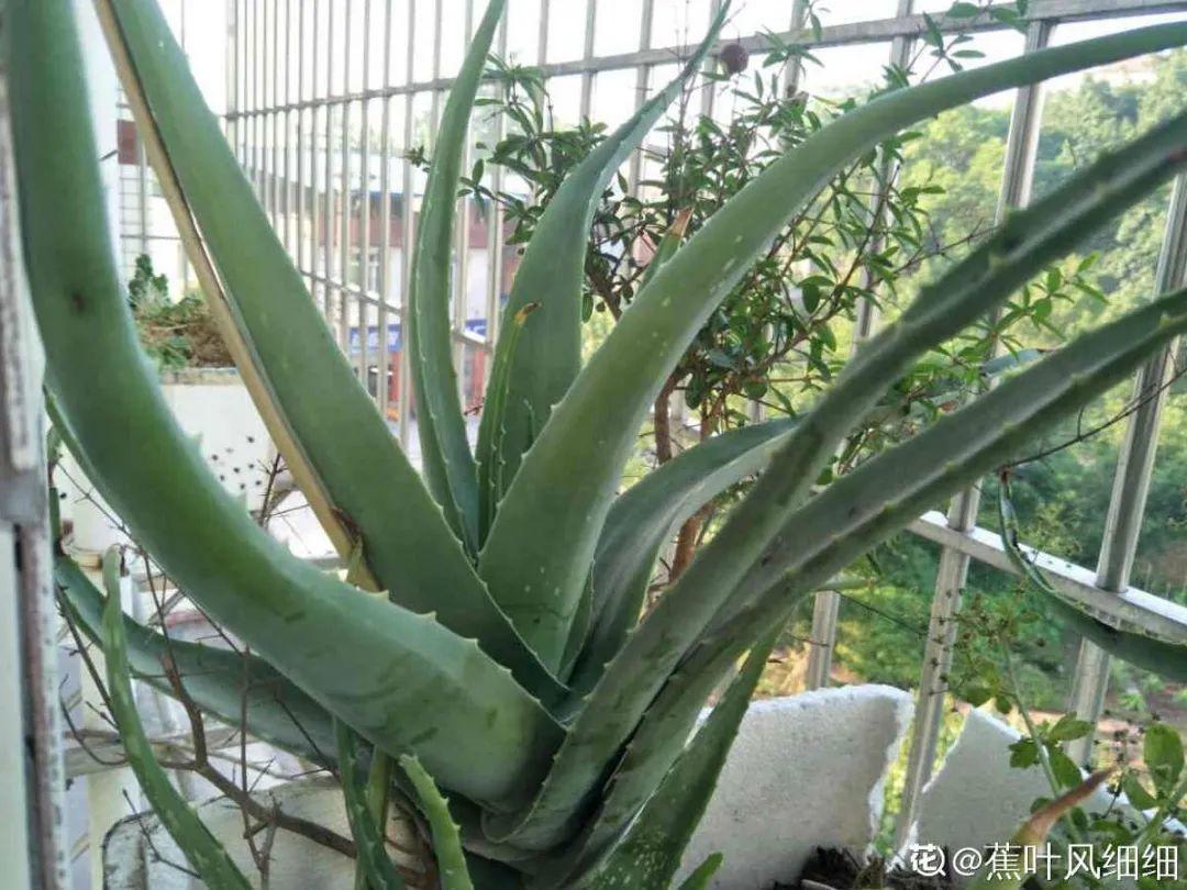 浇水|10种花要控水,天热反而不能浇,一浇水就死