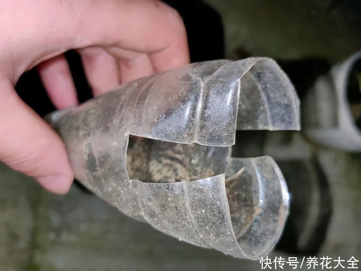 大粗杆子扦插，泥巴一裹就生根，秒变老桩大户