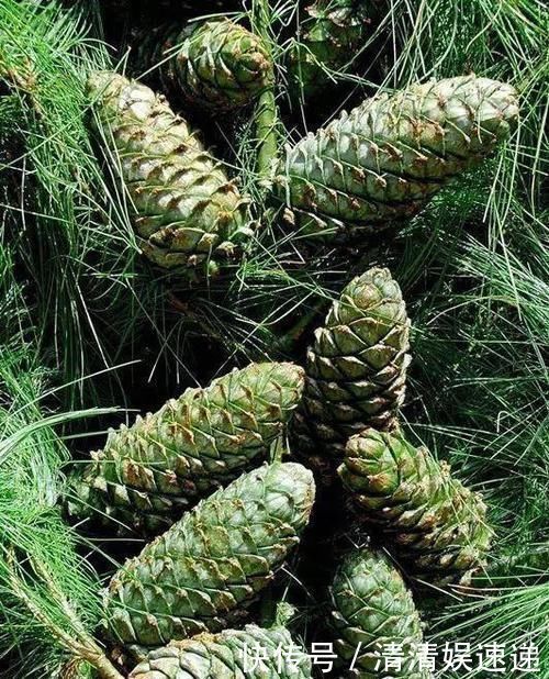 老王捡了几个松果,回家种花盆里,隔两天浇次水,一个月长成盆景