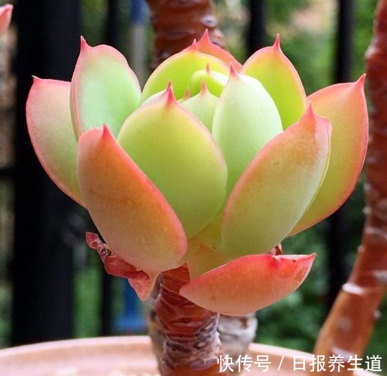 懂多肉碧桃的花友,都是这么养碧桃,难怪碧桃挺拔,叶色又黄又透!