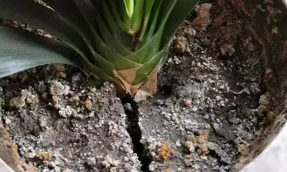 君子兰|养花30年老花匠的5个“小秘方”赶紧学起来再也不怕养花出问题了