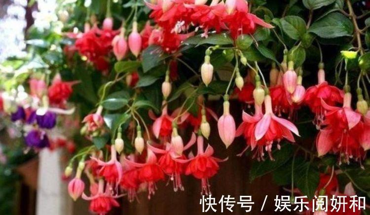 花型|家里阳台养此款花，新手也能养爆盆，沾点水就疯长