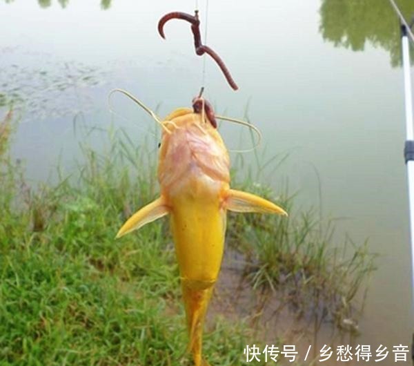钓黄辣丁最好的饵料,放下去就咬,根本停不下来!