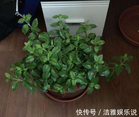 牡丹吊兰|家中养一盆这种“吊兰”,一个修剪技巧,长爆盆,朵朵红花开不停