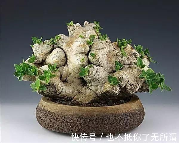 龟甲牡丹|世界上最名贵的花,一盆就是一座房子!