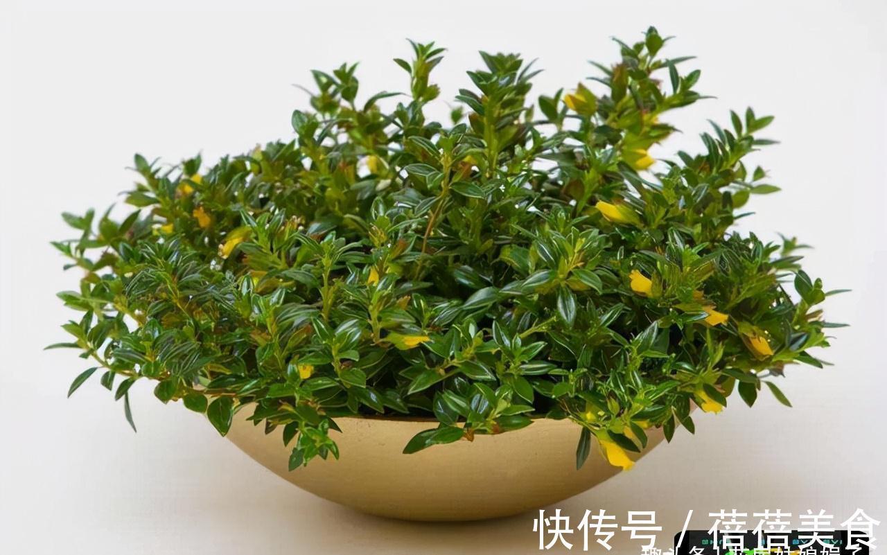 家居空间小没地方养花?16种适合吊养的花,小空间养花的必备良品