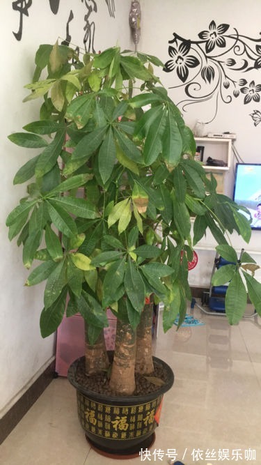 白醋|盆里埋2粒黄豆，叶子绿得能滴油，半年不用施肥！