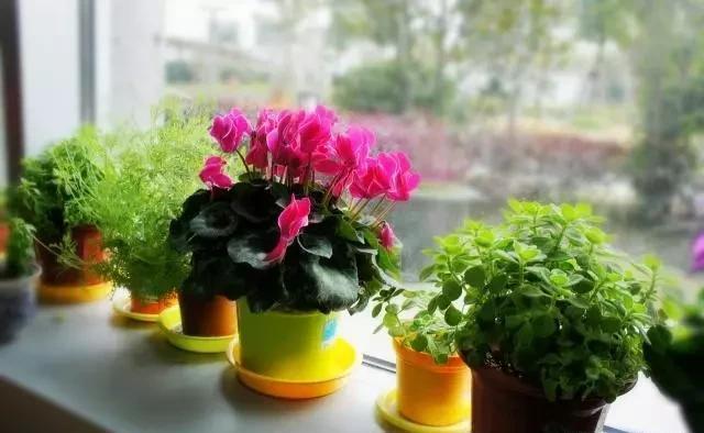 仙客来|这“5种花”，别喷水到叶子上，要不马上“死给你看”，就是任性