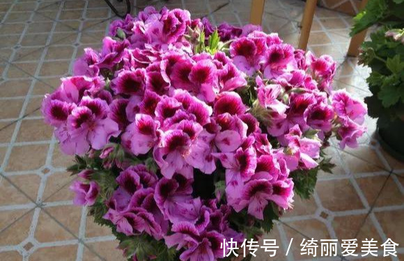 养花技巧:粗生粗养也能四季开花!少养1种都觉得亏了