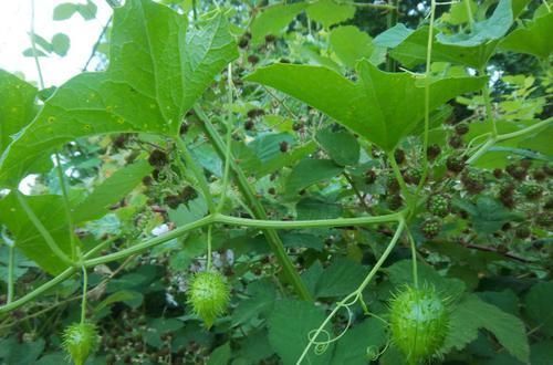 最早的南瓜长什么样?虽然只有1万年,但已经和餐桌上的完全不同