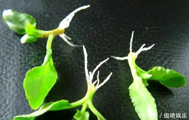 散光处|这4种花,剪个枝插水里,10天就生根,当下季节最佳