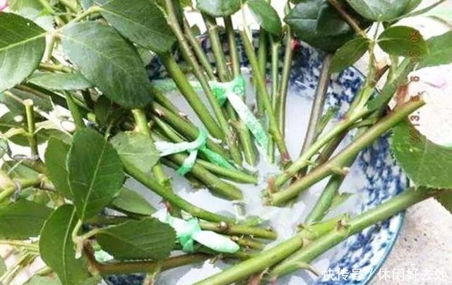 一勺白糖,在家就能自制生根水,生根快又省钱!