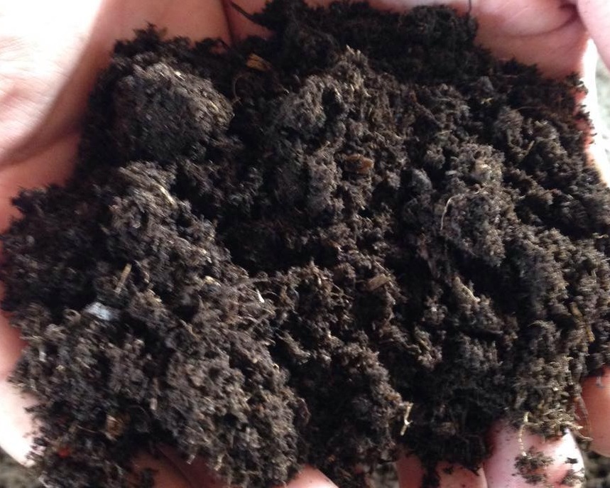 在城里养花,盆栽旧土不丢,这么一处理,比刚买的新土都好使