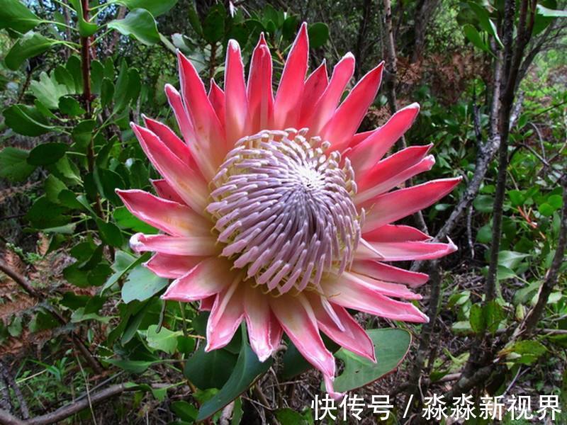 吉祥|此花是花中的帝王，代表的是胜利和团圆，有着富贵吉祥的寓意