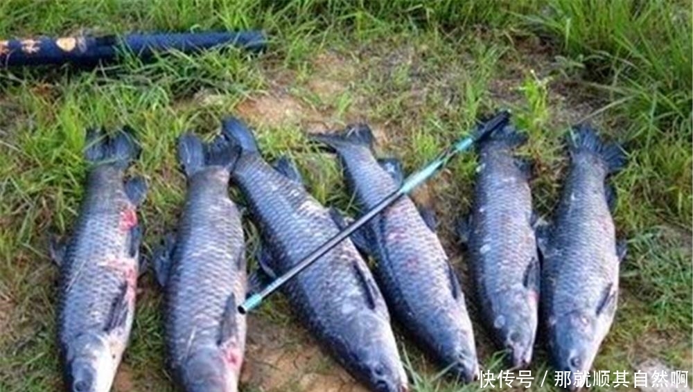 仲春开始钓大鱼,在大水面里“憋”大货,这些基本的套路要常用!