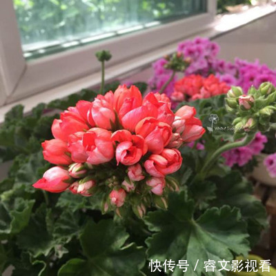 阳台种了30多种天竺葵,美不胜收,客人来了都舍不得走