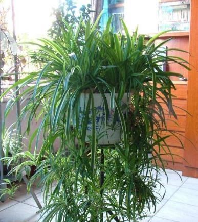 花卉|2种绿植花，是“净化之王”，室内养2盆，什么甲醛都没了