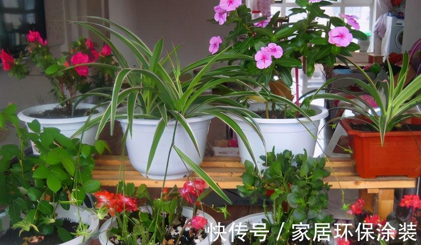 这4种植物真喜水，居家盆栽不用“特意”控水
