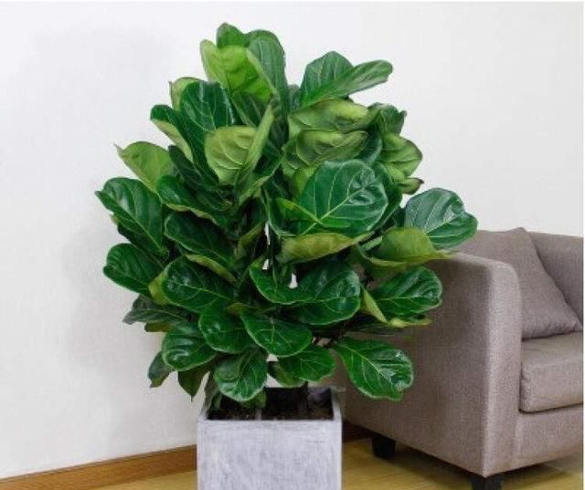 老桩|家里养什么花好这3种,爱开花,年年旺,一年比一年价值高