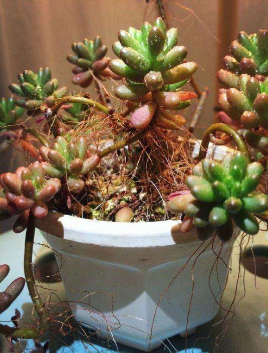 多肉植物夏季出现一种现象,是在向你发求救信号,一定要及时处理