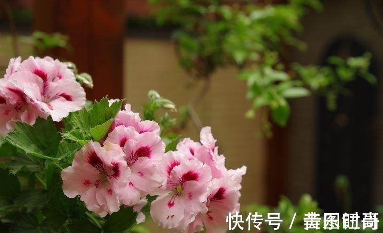 花园|荒废多年的80㎡小院,2年半时间打造成下沉式花园,太漂亮了!