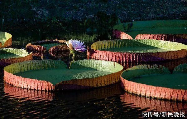 快报|8月7日·上海要闻及抗击肺炎快报