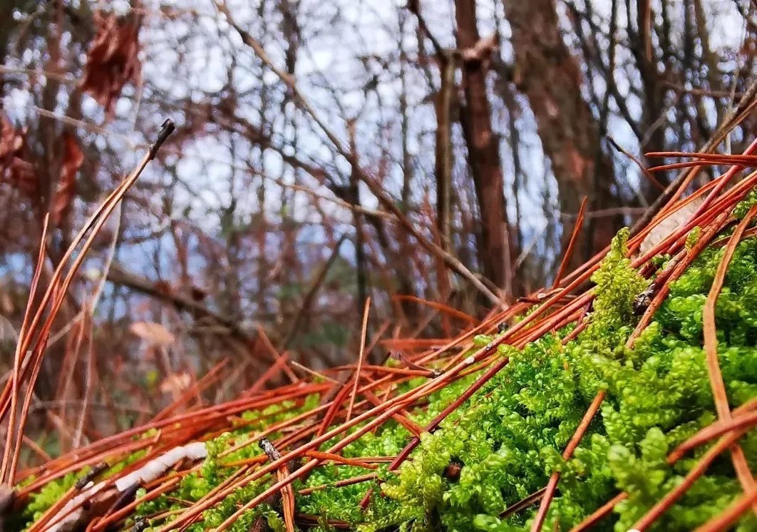 松针腐殖土养兰花，做好两件事，来年春天有好植料