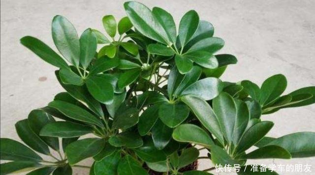 2种漂亮的绿植不用买,枝条扦插生根快,成活率高!