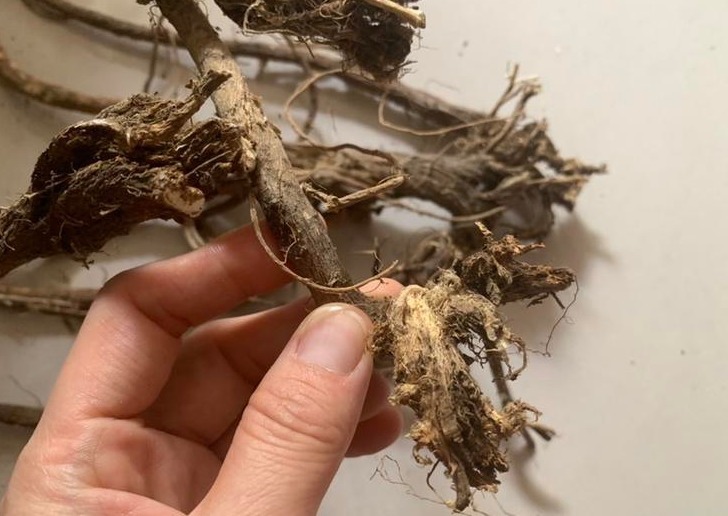 黄芪|黄芪的“铁搭档”，没事泡水放一点，还你“婴儿肝”