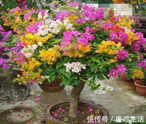 阳台|家里养上“3种花”，从年头“香”到年尾，阳台变花海，太美了