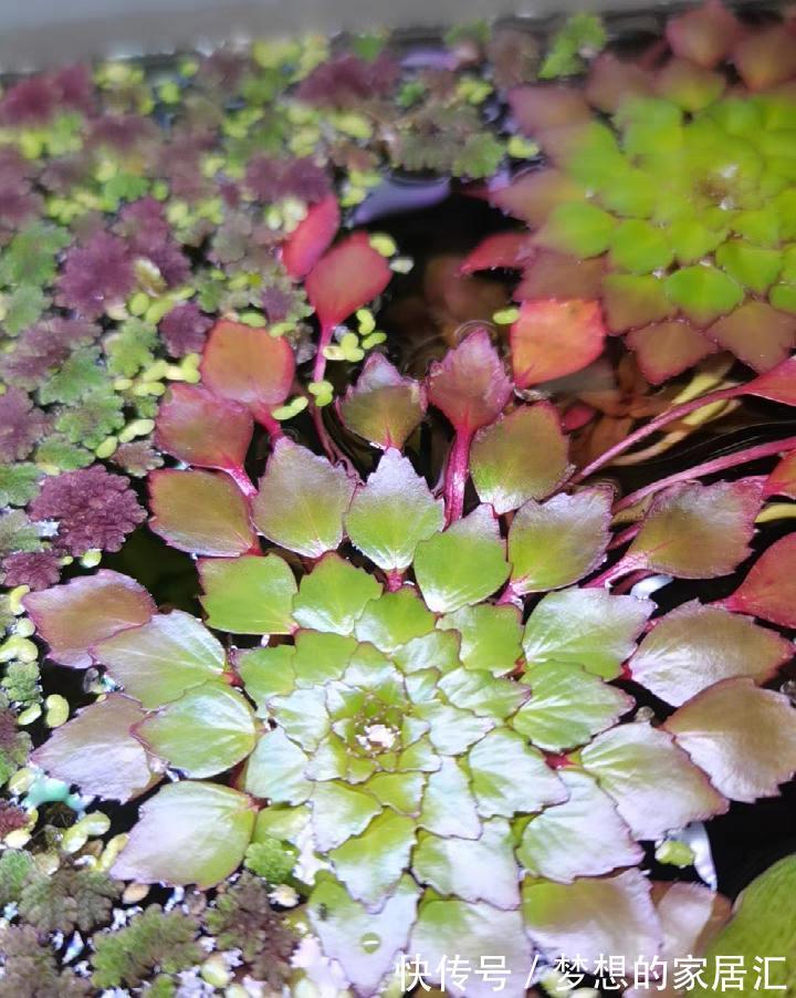 10种花太能喝水，一天一瓢水，7天爆满缸