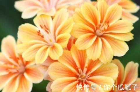 阳台|花期超长的盆栽花,放在阳台养,全年开花满枝头,花色迷人又艳丽