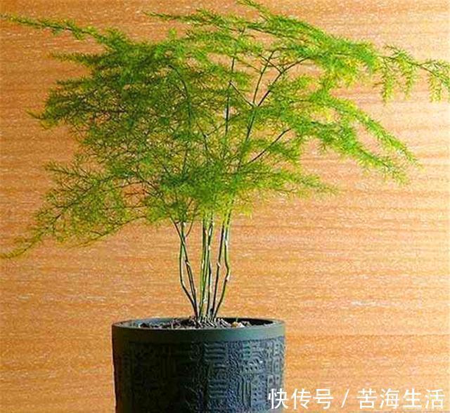 烂根|文竹有“3怕”,难怪叶子发黄还烂根,学会了四季常青,枝繁叶茂