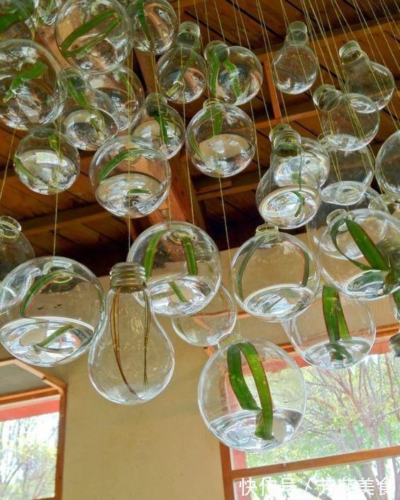 邻居|把灯泡拿去养花,挂在阳台上太好看了!真的太佩服邻居的脑洞