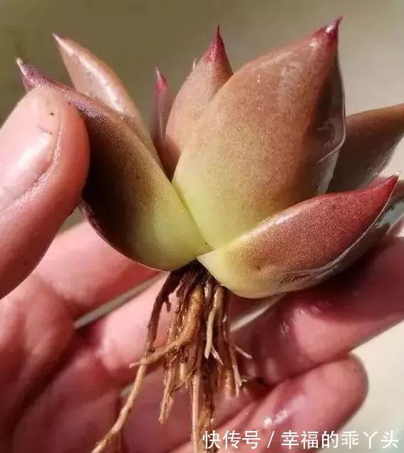 难怪刚入手的多肉会死,换盆时注意这4点,多肉一栽就活