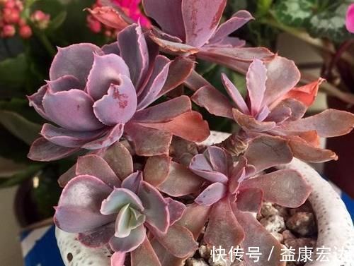 养多肉植物,做到此3点,叶子圆润如珍珠,色似糖果五颜六色