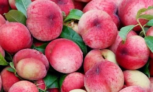 春天不想生病，坚持吃的食物，保护肝脏，降低血糖，预防衰老