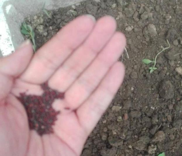 荆芥|家里种荆芥,从播种到收获,只需一个小窍门,长得可疯了