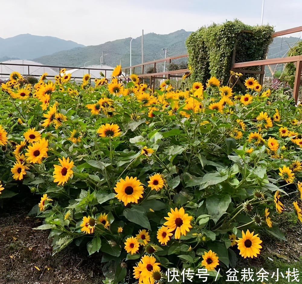 夏天|9种漂亮花，热不死晒不怕，开花大半年，没有病虫害，38度成花海