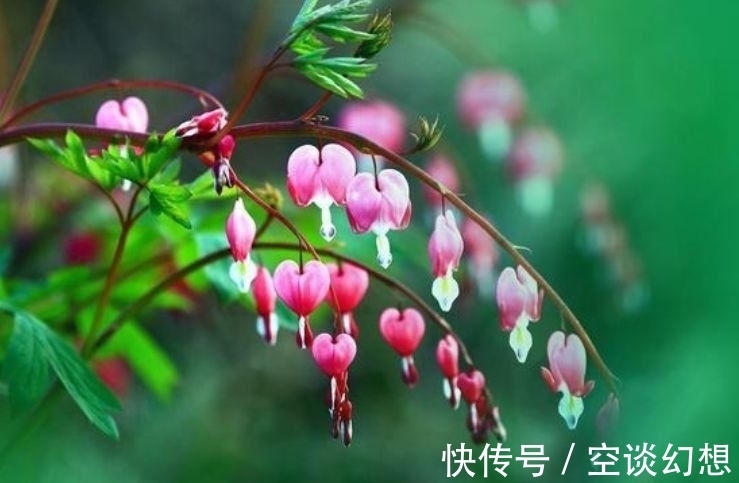 几款花卉好养易爆盆,散发清香改善睡眠质量,一觉睡到天亮