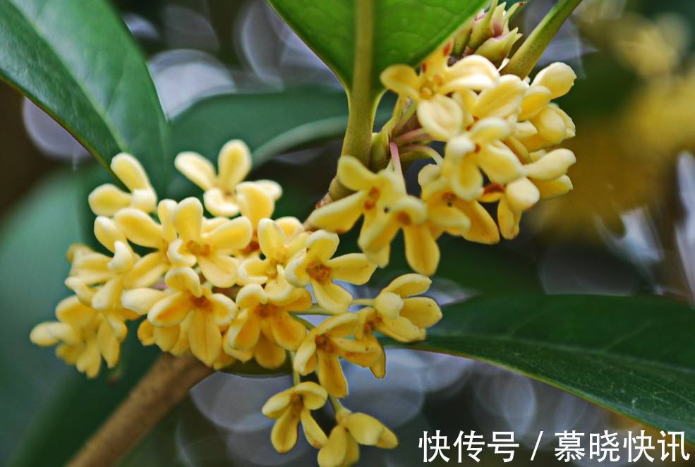 便秘|煮南瓜加一宝，女性常吃，清肠排毒，便秘好了，赘肉悄悄溜走！