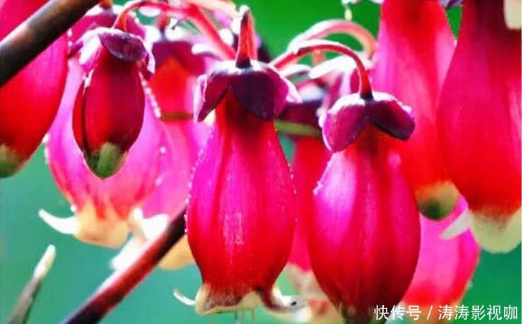 长寿|3种“富贵花”,添福添贵添好运,家里养一盆,招财又纳福!