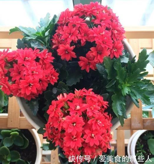 有个小阳台,定要养棵“红宝石”,满枝红花真喜庆,多季节有花赏
