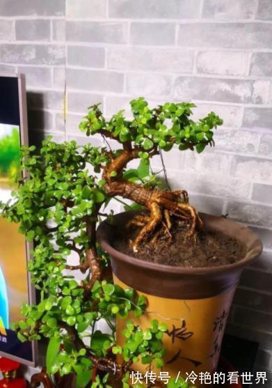 秋冬养玉树,牢记4个小技巧,安全过冬长势好,长成漂亮传家宝