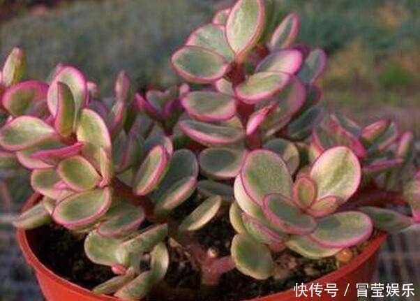 金枝玉叶长成树,喷点“染花剂”,花色艳丽,养成盆景价值高