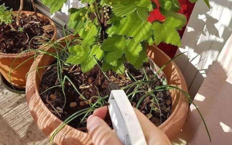 土壤|养花最“坑人”的妙招，老花匠都不敢用，养花新手一定别尝试