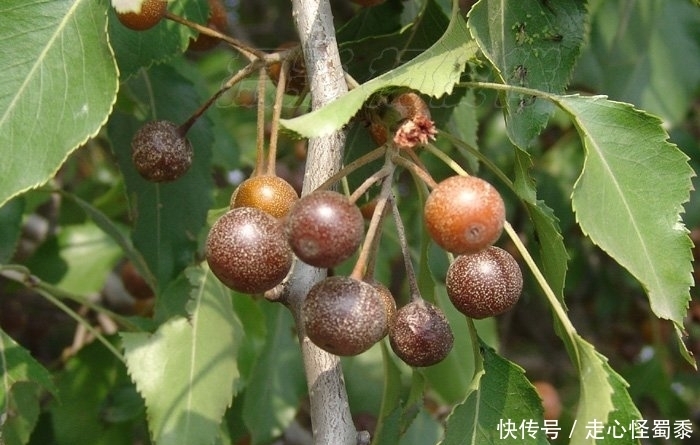 棠梨|山上的这种野果,我们叫它棠梨子,还能做糖葫芦,这种做法好吃