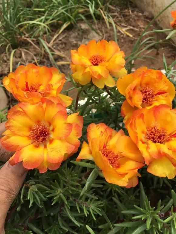 6种花喜欢晒太阳，越晒花越多，一开200天不歇气！