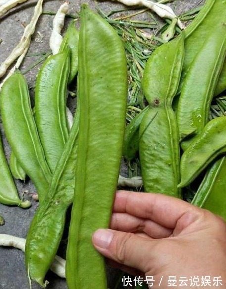 农村|农村一种神奇蔬菜,不仅是癌细胞克星,奶奶小时候还用它洗衣服